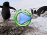 Sneaky penguins video